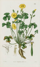 1800 Curtis Fleshy Wood Sorrel - Panteek Antique Prints