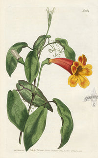 1800 Curtis Four-Leaved Trumpet-Flower - Panteek Antique Prints