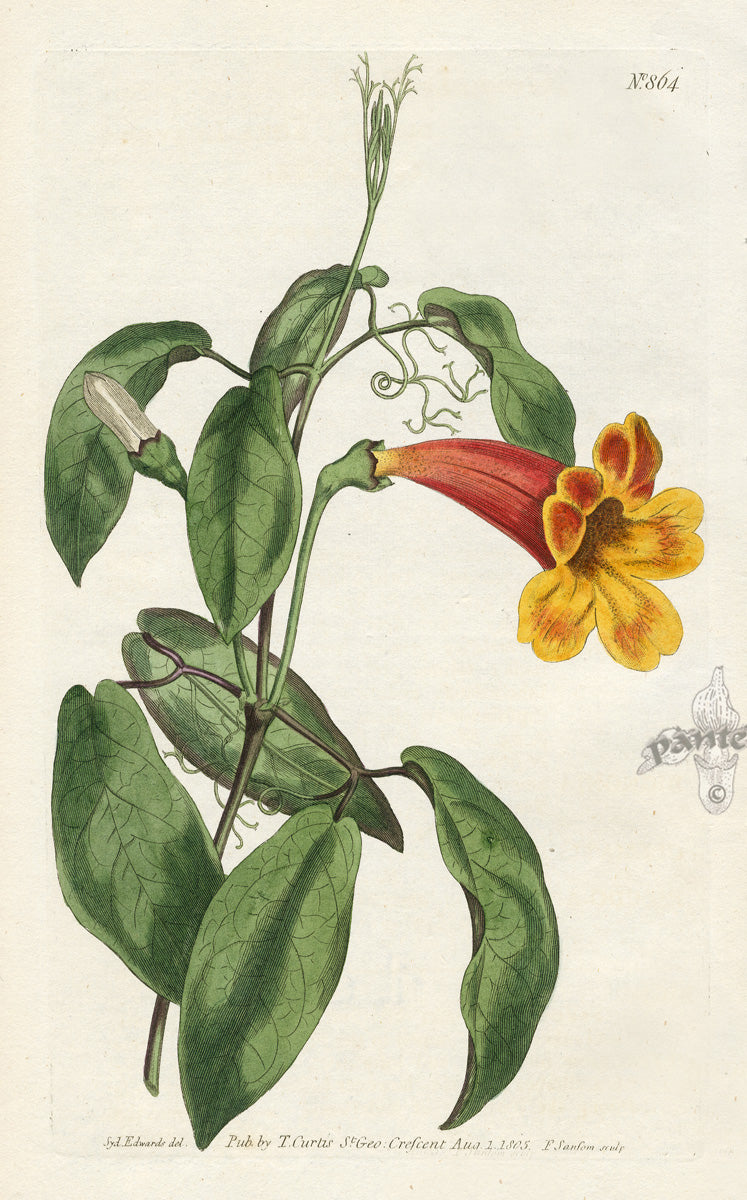 1800 Curtis Four-Leaved Trumpet-Flower
