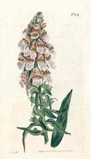 1800 Curtis Foxglove - Panteek Antique Prints