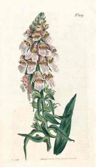 1800 Curtis Foxglove
