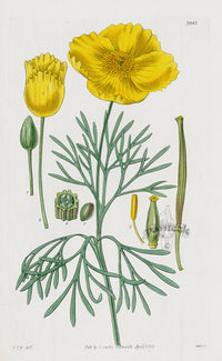 1800 Curtis Fumitory-leaved Hunnemannia - Panteek Antique Prints