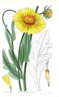 1800 Curtis Gaillardia Daisy - Panteek Antique Prints