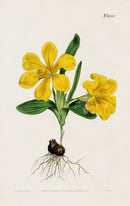 1800 Curtis Galaxia - Panteek Antique Prints