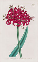 1800 Curtis Glaucons-Leaved Amaryllis - Panteek Antique Prints