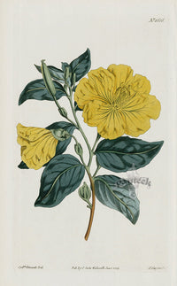 1800 Curtis Glaucous-leaved Evening Primrose - Panteek Antique Prints