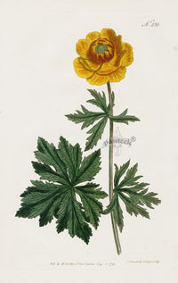 1800 Curtis Globe Flower - Panteek Antique Prints