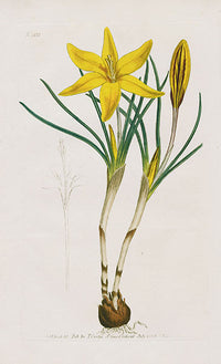 1800 Curtis Gold Crocus - Panteek Antique Prints