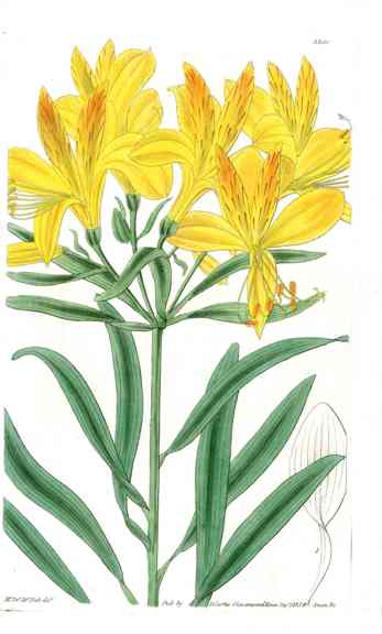 1800 Curtis Golden Alstromeria