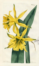 1800 Curtis Golden Pancratium - Panteek Antique Prints