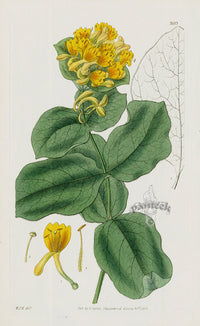 1800 Curtis Hairy American Woodbine - Panteek Antique Prints