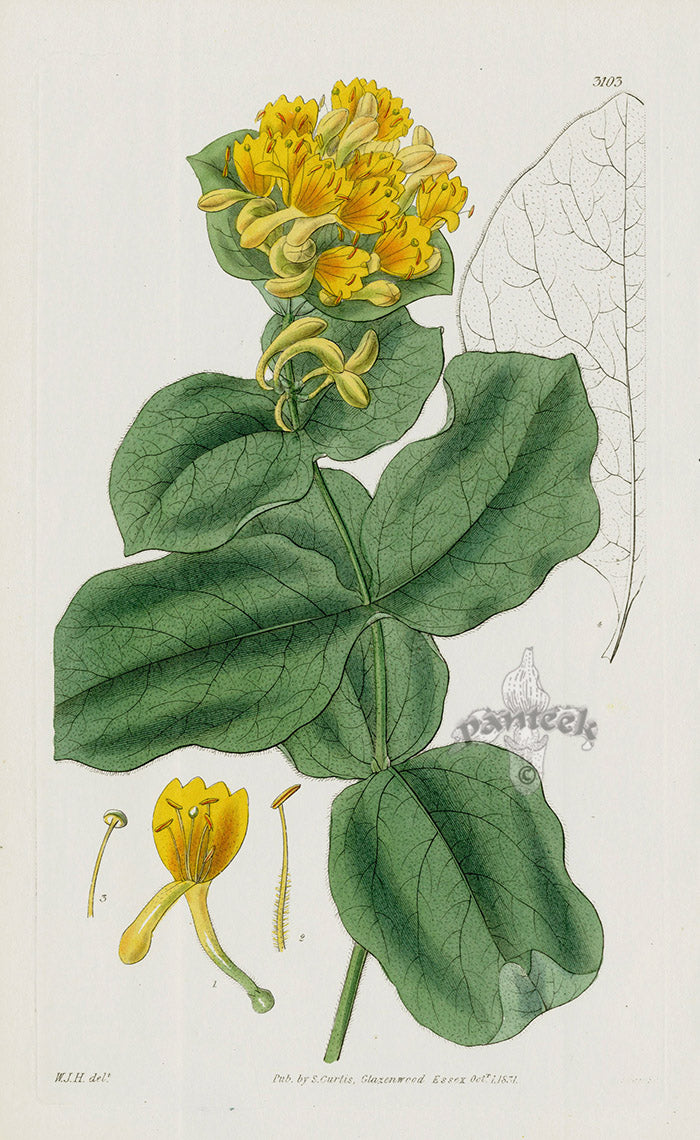 1800 Curtis Hairy American Woodbine