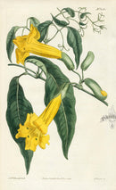 1800 Curtis Hooked-tendrilled Trumpet-flower - Panteek Antique Prints
