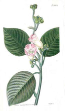 1800 Curtis Ipomea - Panteek Antique Prints