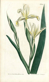 1800 Curtis Iris - Panteek Antique Prints