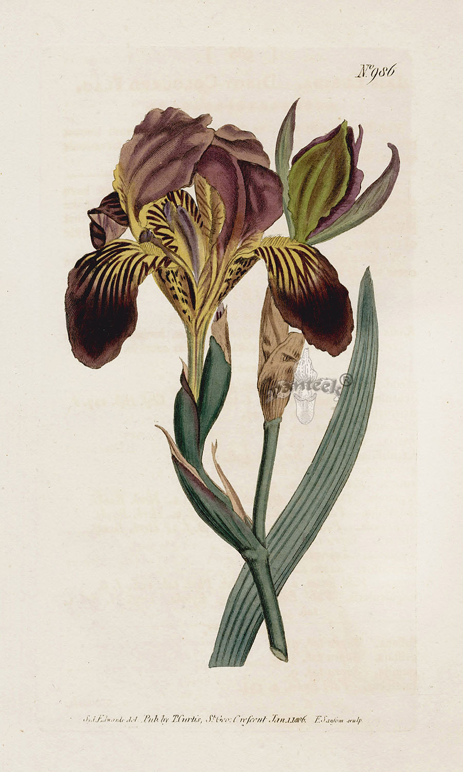 1800 Curtis Iris Lurida