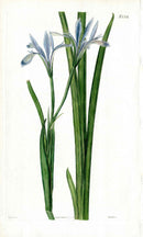 1800 Curtis Iris Pallasii - Panteek Antique Prints