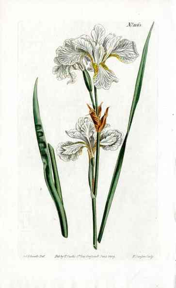 1800 Curtis Iris Sibirica