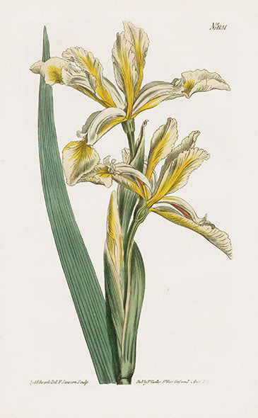 1800 Curtis Iris Spuria