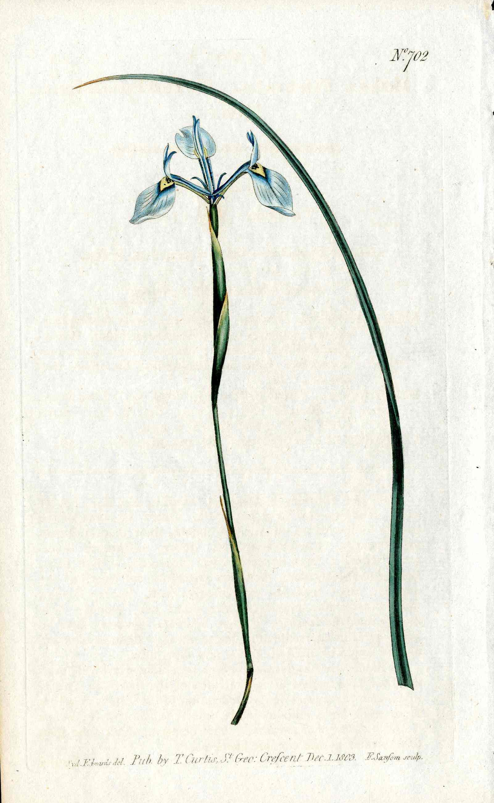 1800 Curtis Iris Tripetala