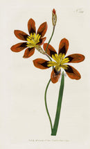 1800 Curtis Ixia Lily - Panteek Antique Prints