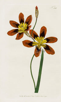 1800 Curtis Ixia Lily - Panteek Antique Prints