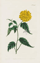 1800 Curtis Japan Corchorus - Panteek Antique Prints