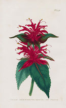 1800 Curtis Justicia - Panteek Antique Prints