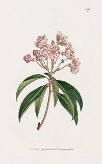 1800 Curtis Kalmia - Panteek Antique Prints