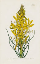 1800 Curtis Kingspear - Panteek Antique Prints