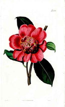 1800 Curtis Knight's Warratah - Panteek Antique Prints