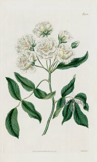 1800 Curtis Lady Bank's Rose - Panteek Antique Prints