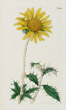 1800 Curtis Large-flowered Berckheya - Panteek Antique Prints