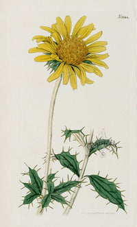 1800 Curtis Large-flowered Berckheya - Panteek Antique Prints