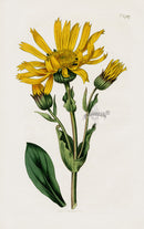 1800 Curtis Leopard's Bane - Panteek Antique Prints