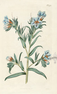 1800 Curtis Lesser shrubby Viper's-Bugloss - Panteek Antique Prints