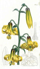 1800 Curtis Lily - Panteek Antique Prints