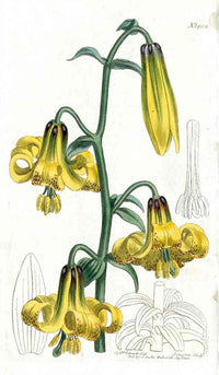 1800 Curtis Lily - Panteek Antique Prints