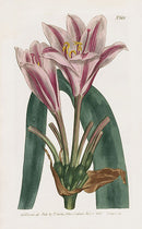1800 Curtis Long Leaved Amaryllis - Panteek Antique Prints