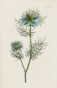 1800 Curtis Love in a Mist - Panteek Antique Prints