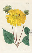 1800 Curtis Many-Flowered or Perennial Sun-Flower - Panteek Antique Prints