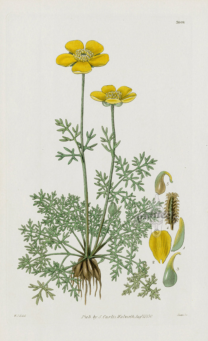 1800 Curtis Milfoil-leaved Crowfoot