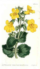 1800 Curtis Mimulus - Panteek Antique Prints