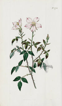 1800 Curtis Miss Lawrence Rose - Panteek Antique Prints