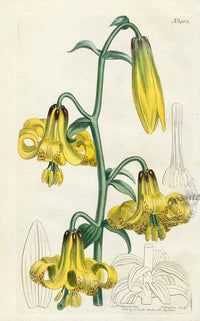 1800 Curtis Monadelphous Lily - Panteek Antique Prints