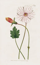 1800 Curtis Monsonia - Panteek Antique Prints