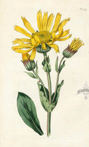 1800 Curtis Mountain Arnica, or Leopard's-bane - Panteek Antique Prints