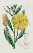 1800 Curtis Mr. Drummonds Evening Primrose - Panteek Antique Prints