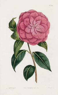 1800 Curtis Myrtle-leaved red Camellia - Panteek Antique Prints