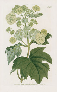 1800 Curtis Oak Leaved Hydrangea - Panteek Antique Prints
